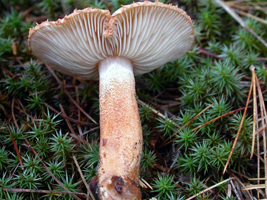 a side view in habitat. The stalk apex is white and the cap margin shows the upturned fibers. Tricholoma vaccinum.